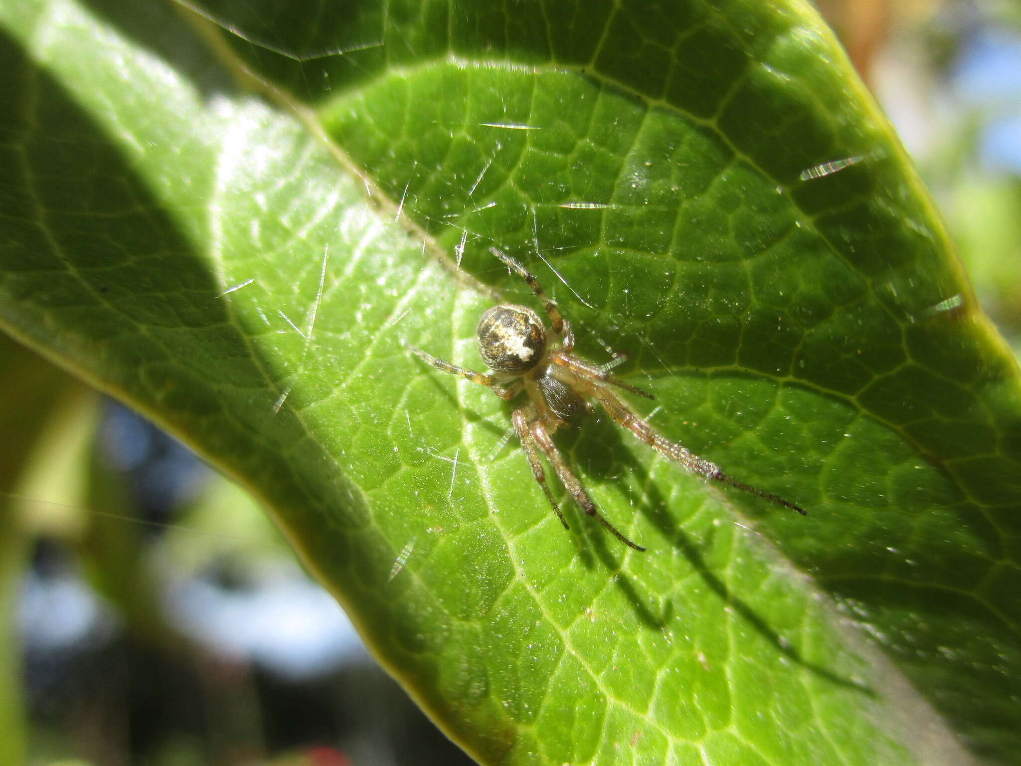 Image of Zygiella minima Schmidt 1968