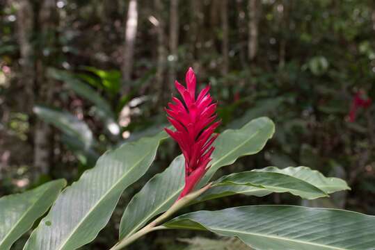 Imagem de Alpinia purpurata (Vieill.) K. Schum.