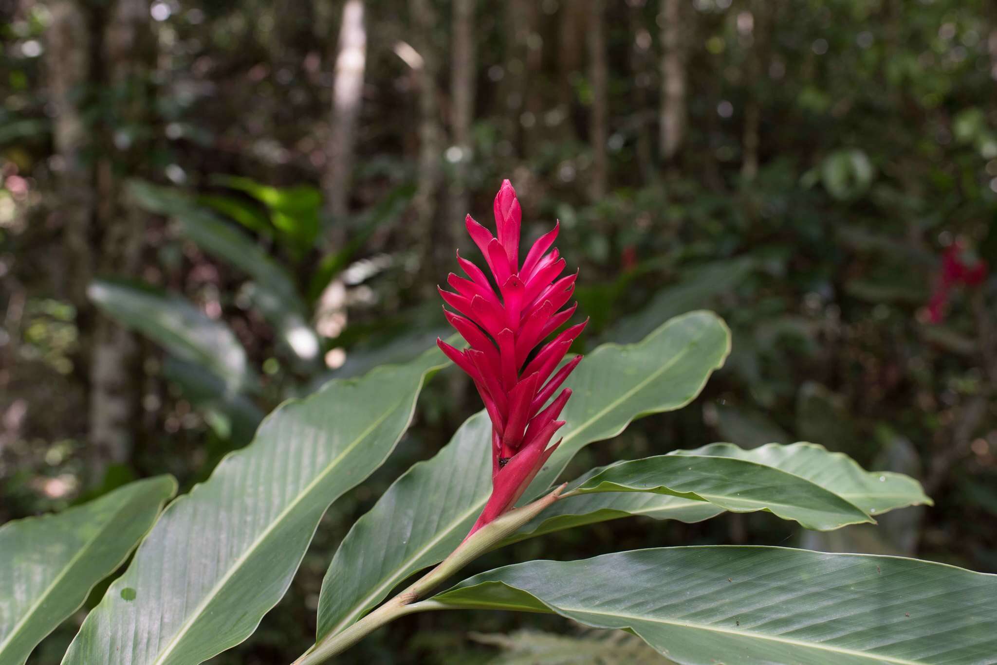 Imagem de Alpinia purpurata (Vieill.) K. Schum.