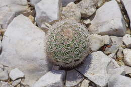 Image de Echinocereus pectinatus subsp. wenigeri (L. D. Benson) W. Blum & Rutow