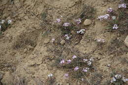 Image de Neotorularia contortuplicata (Stephan) Hedge & J. Léonard