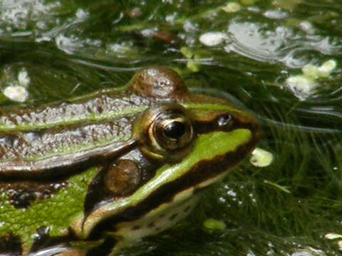 Image de Petite grenouille verte