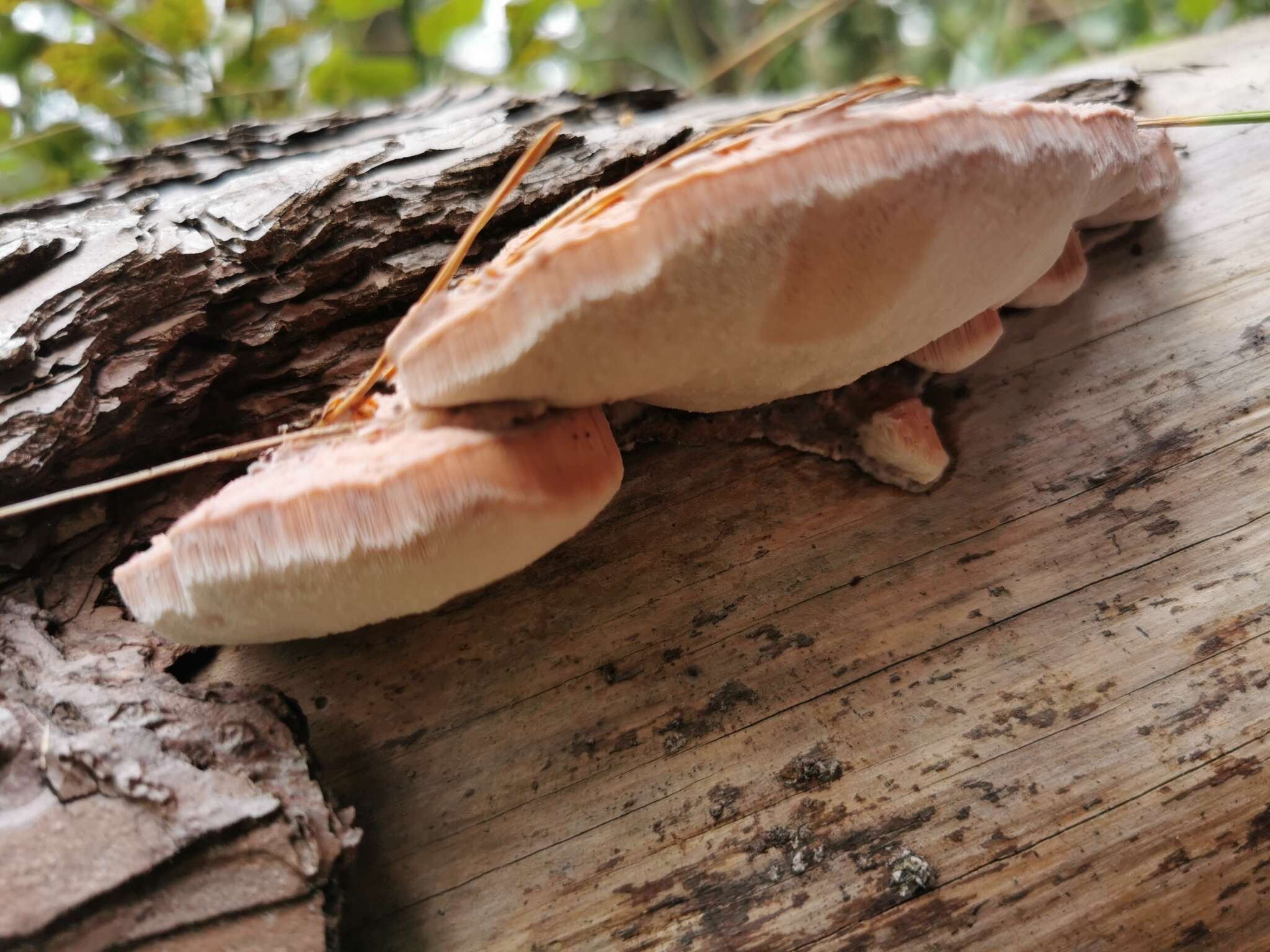 Image of Leptoporus