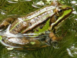 Image de Petite grenouille verte