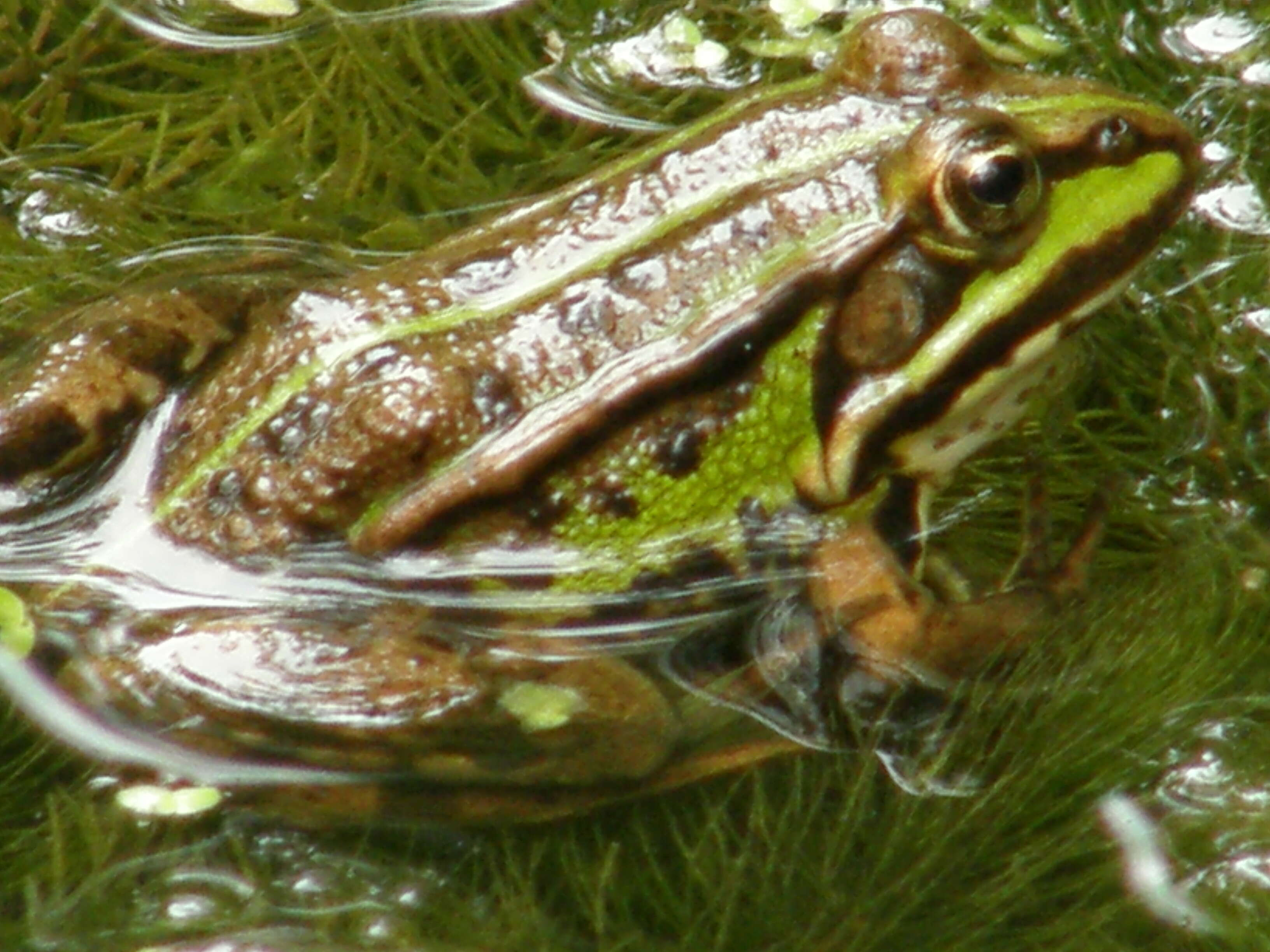 Image de Petite grenouille verte