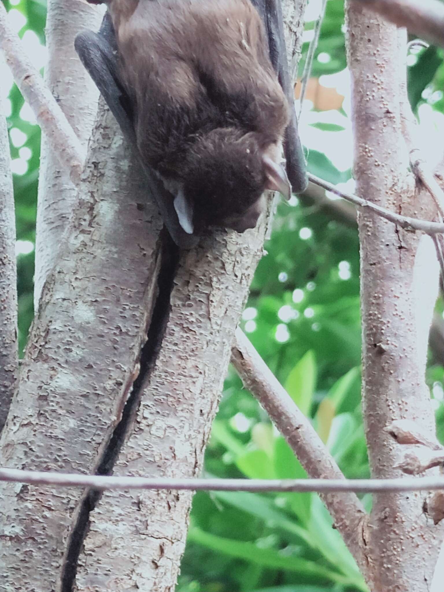 Image of Greater Broad-nosed Bat