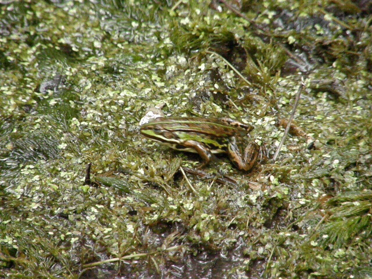 Image de Petite grenouille verte