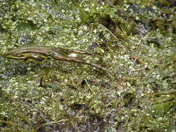 Image de Petite grenouille verte