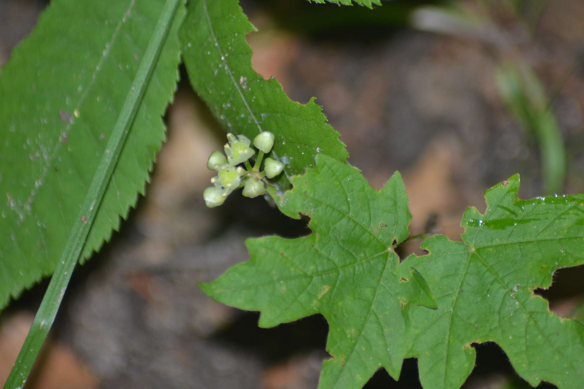 Image of narrowleaf wild leek