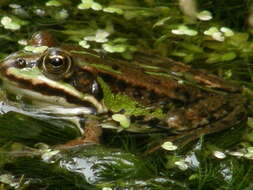 Image de Petite grenouille verte