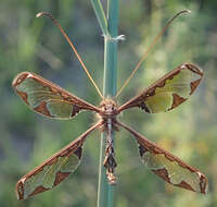 Image of Blotched Long-horned Owlfly