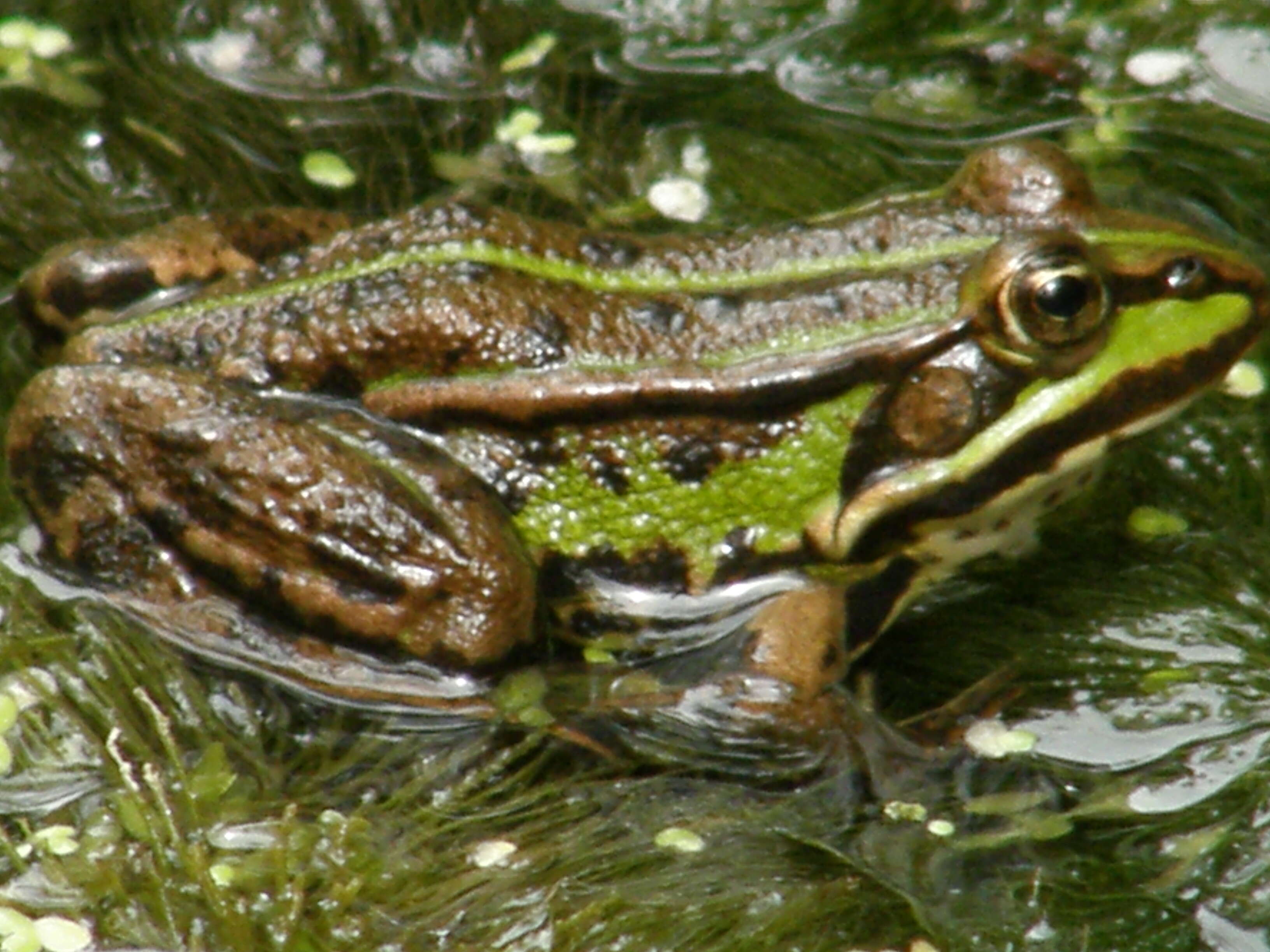 Image de Petite grenouille verte