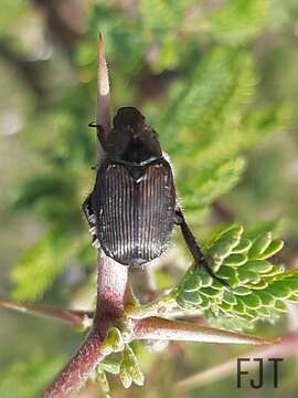 Image de Strigoderma sulcipennis Burmeister 1844