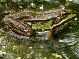 Image de Petite grenouille verte