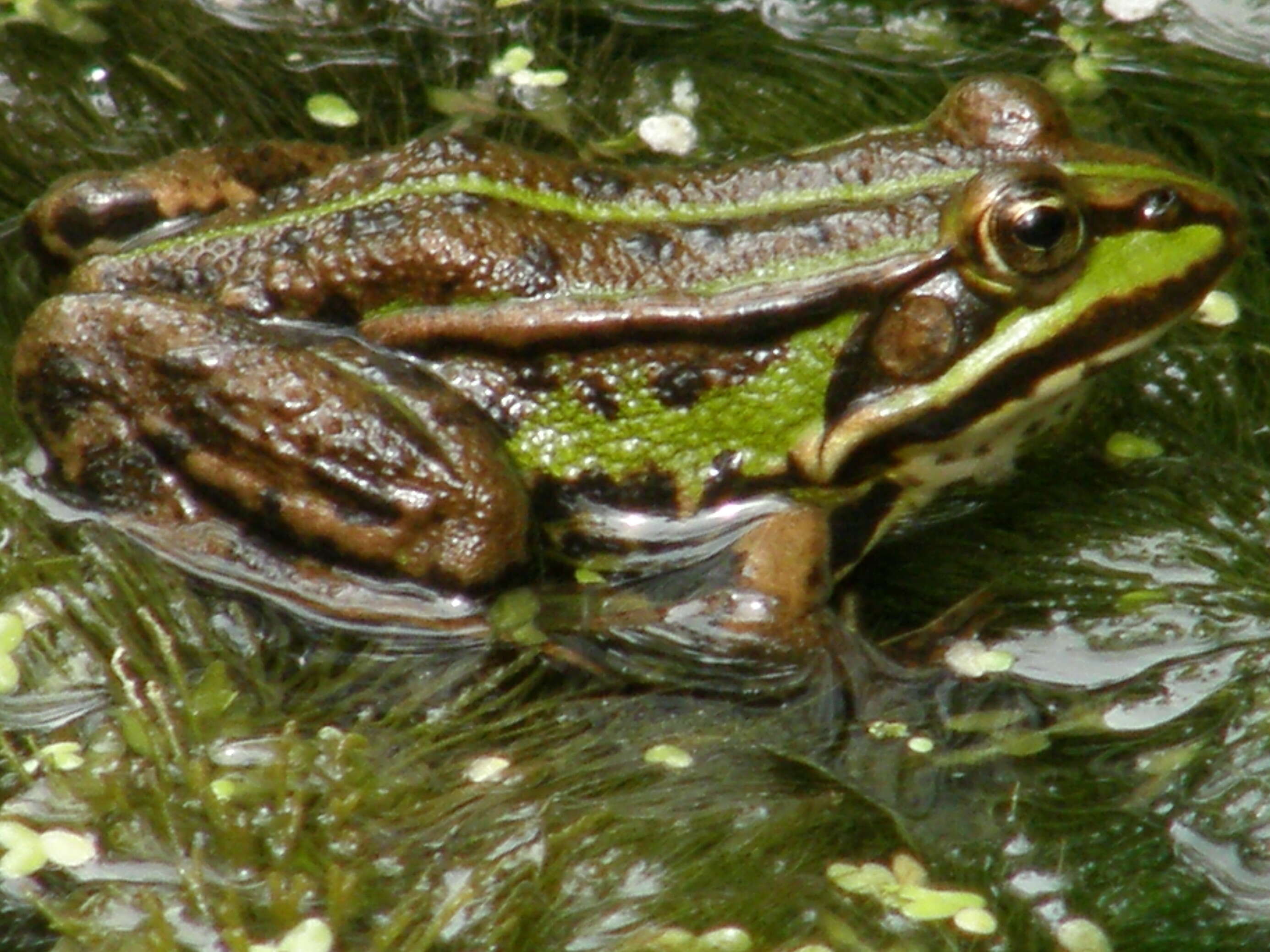 Image de Petite grenouille verte