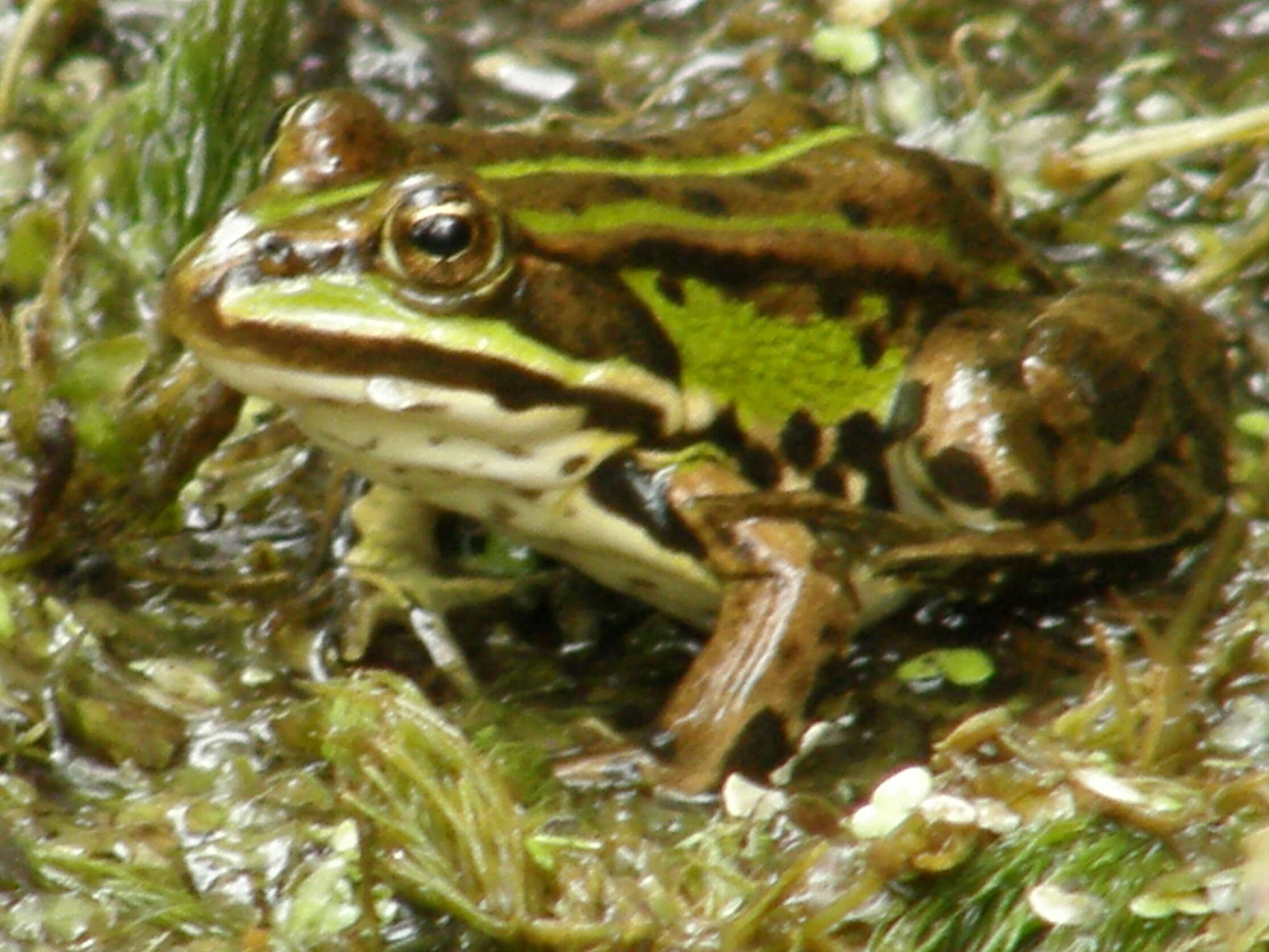 Image de Petite grenouille verte