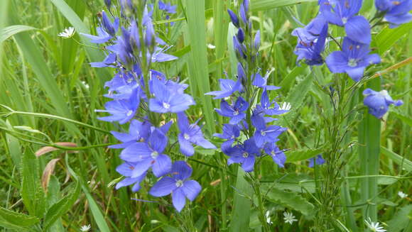 Image of broadleaf speedwell