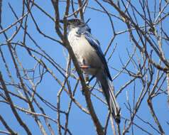 Image of Island Scrub Jay