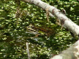 Image de Petite grenouille verte