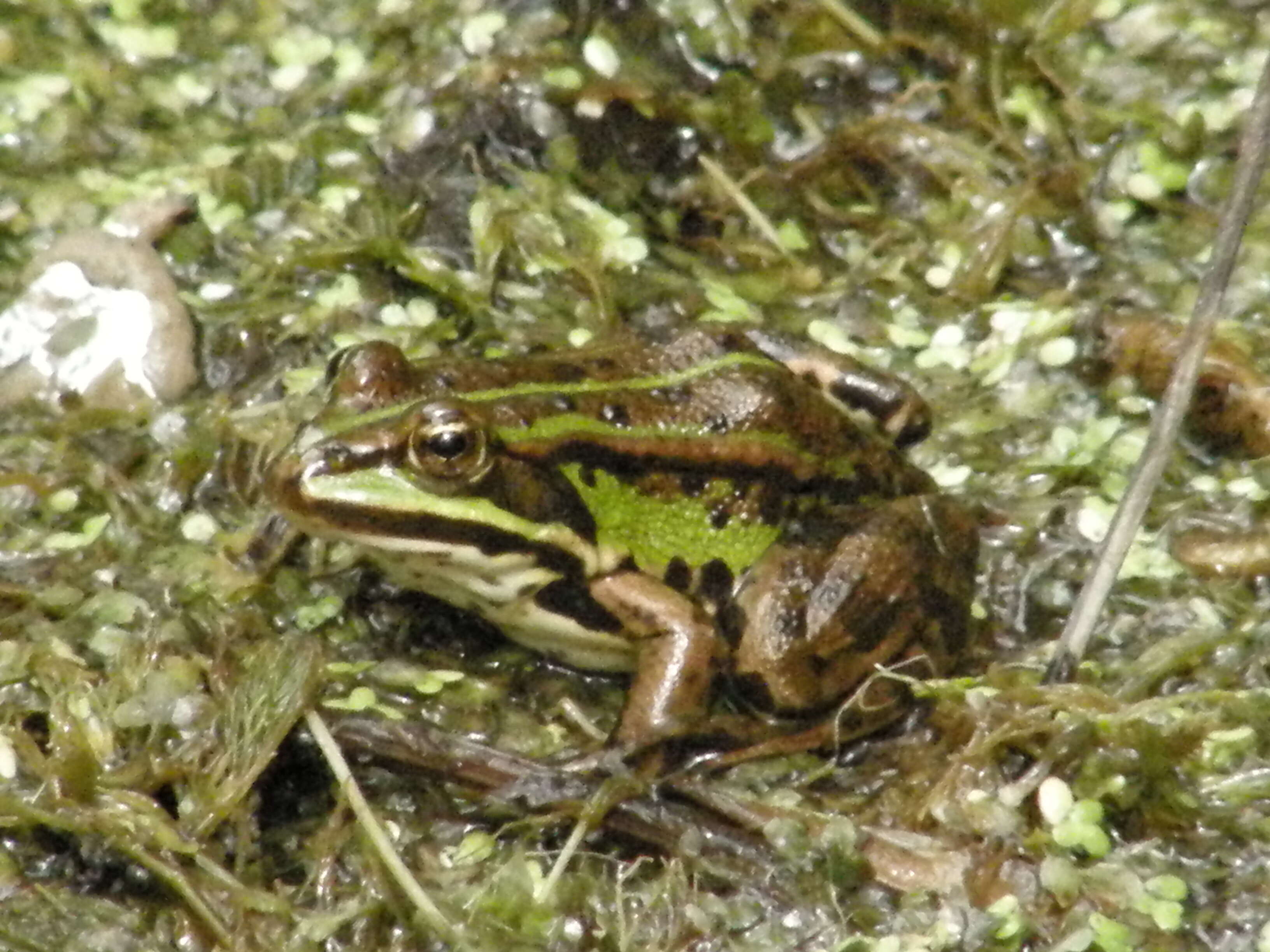 Image de Petite grenouille verte