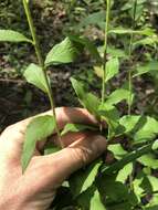 Image of Palmer's goldenrod