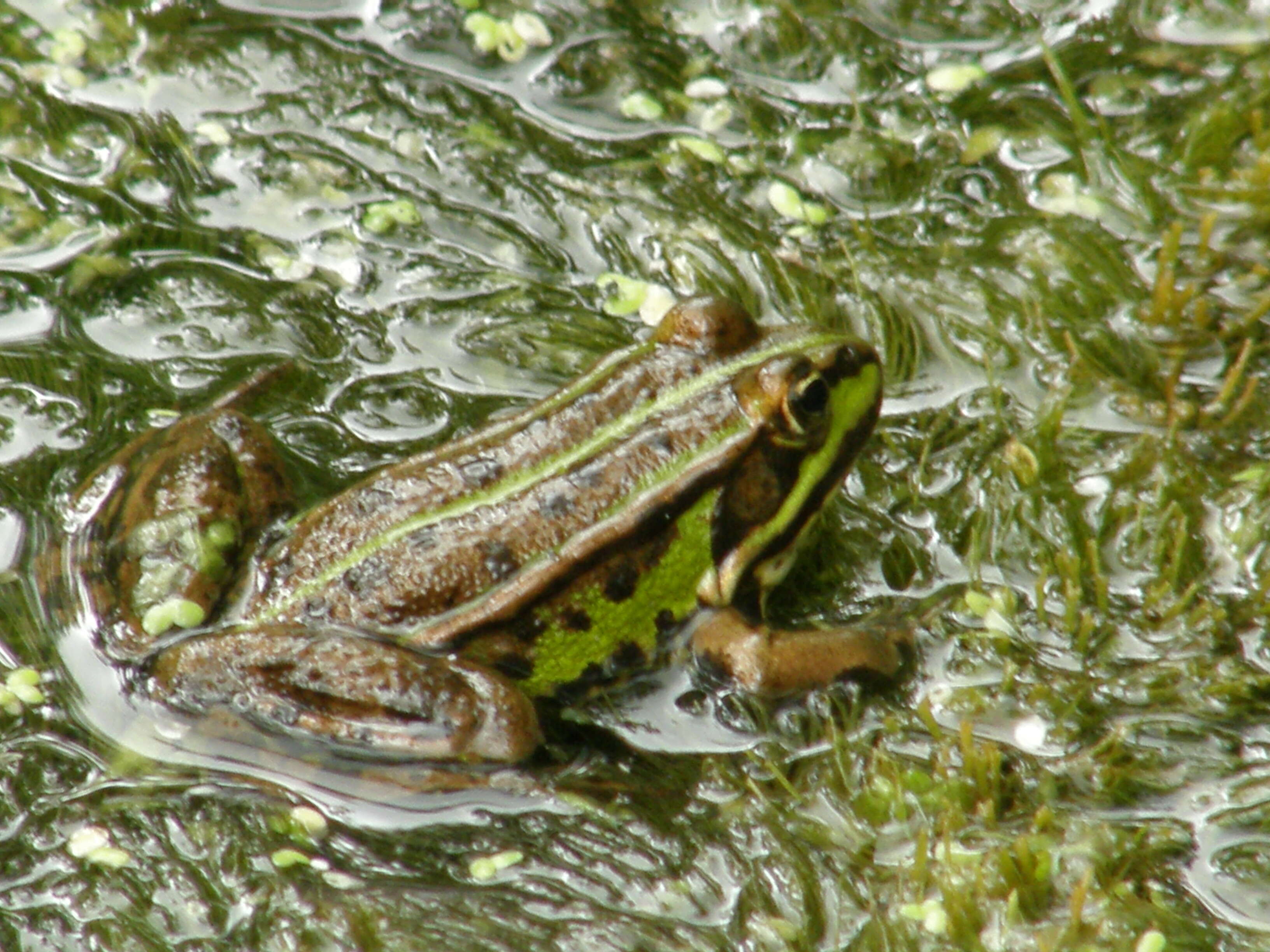 Image de Petite grenouille verte