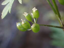 Image of Scaraboides manningii