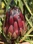 Plancia ëd Protea acuminata Sims