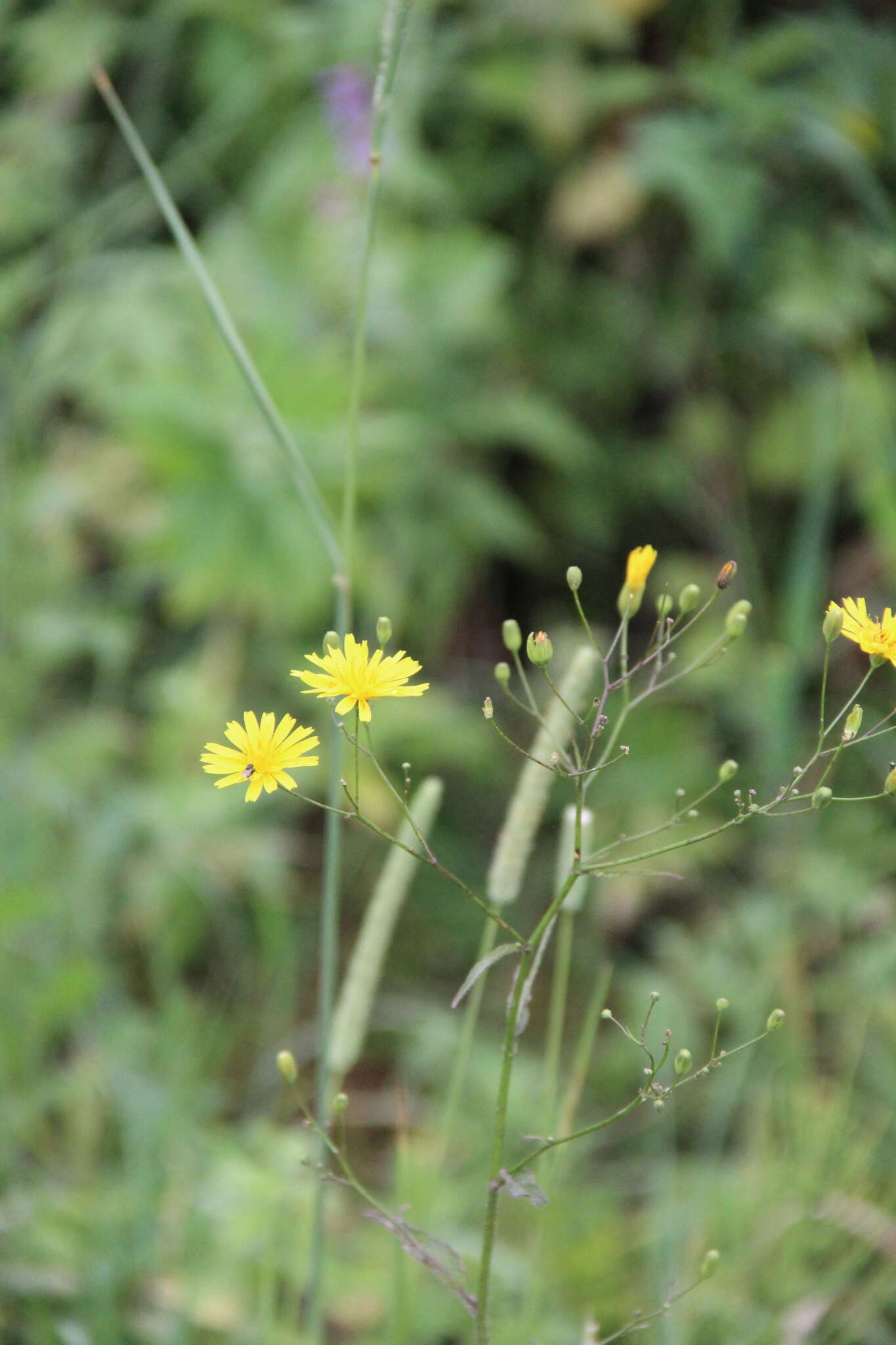 Image of Lapsana communis subsp. grandiflora (M. Bieb.) P. D. Sell