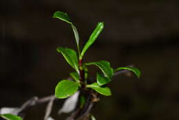 Image of Celmisia bonplandii (J. Buch.) Allan