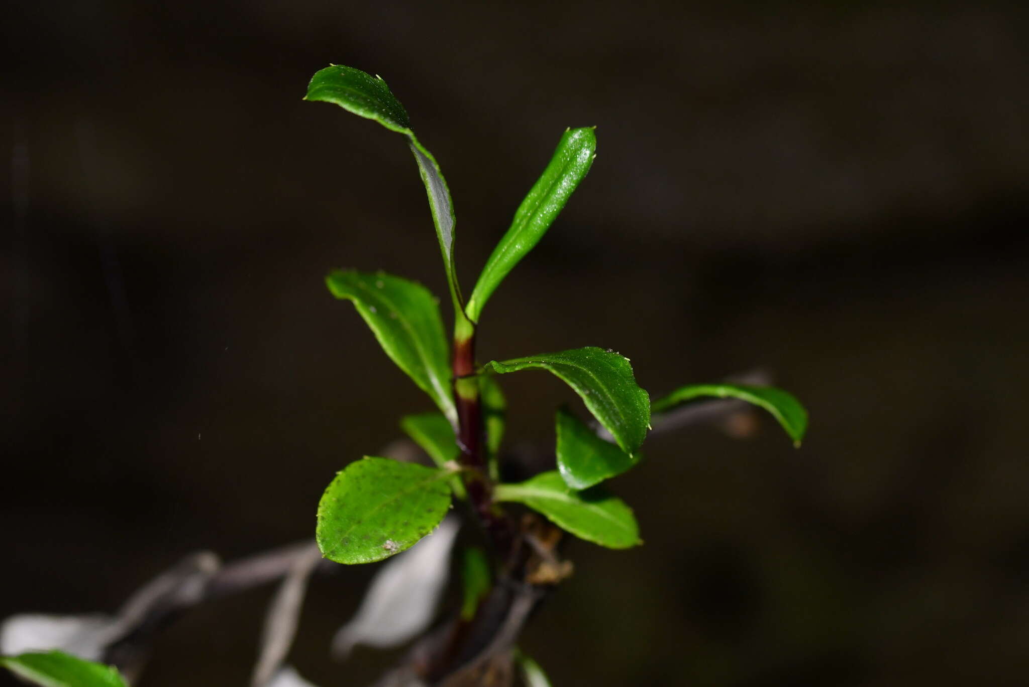 Image of Celmisia bonplandii (J. Buch.) Allan