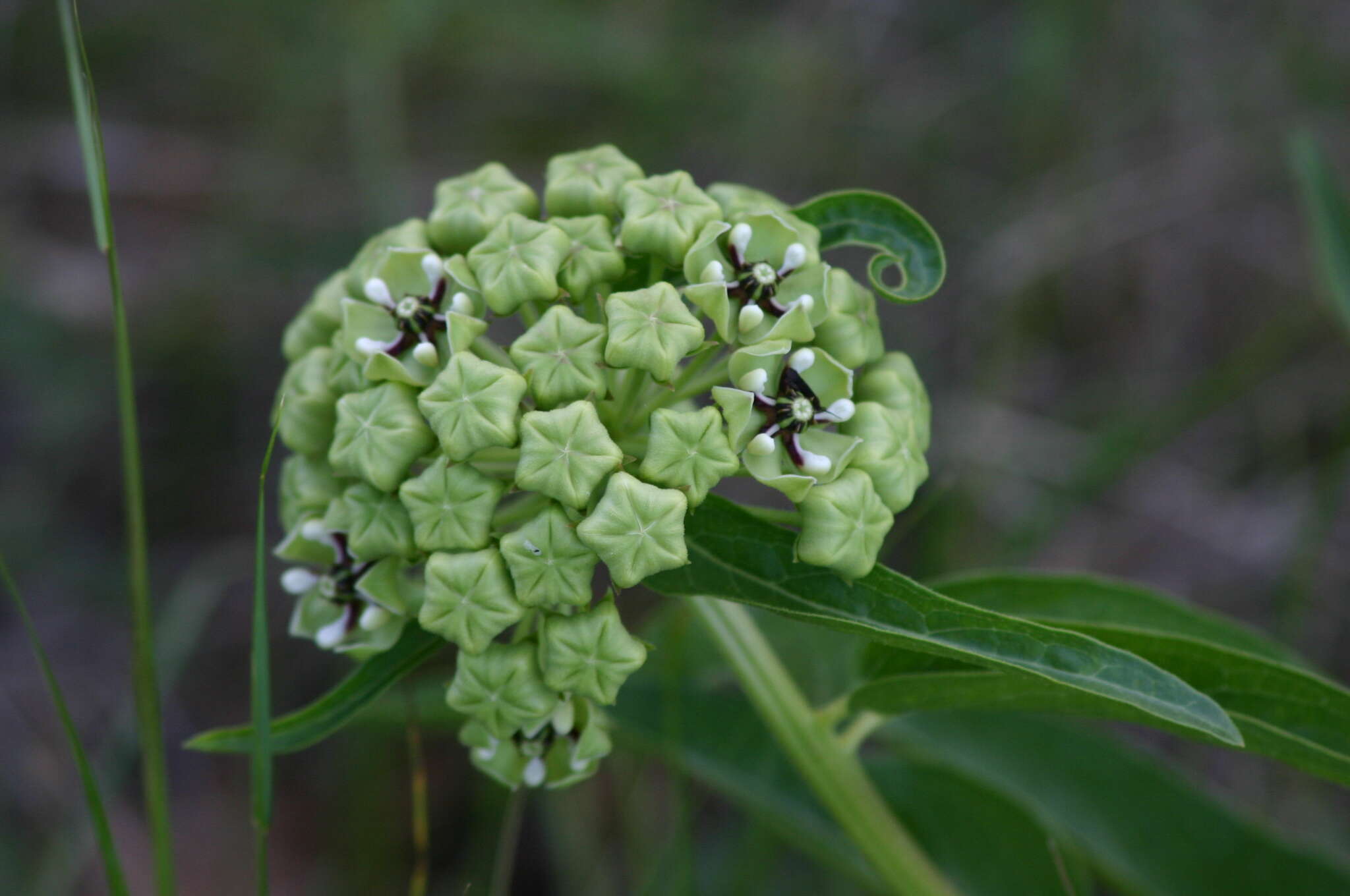 Image of spider milkweed