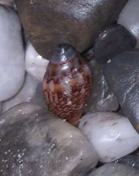 Image of rustic dove shell