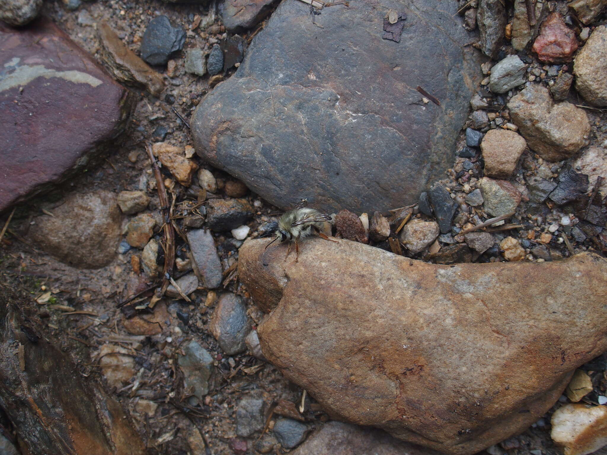 Plancia ëd Bombus sonani (Frison 1934)