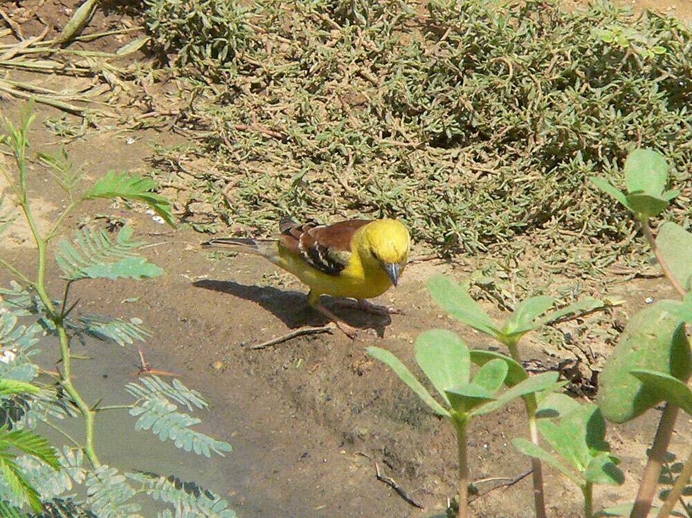 Image of Sudan Golden Sparrow