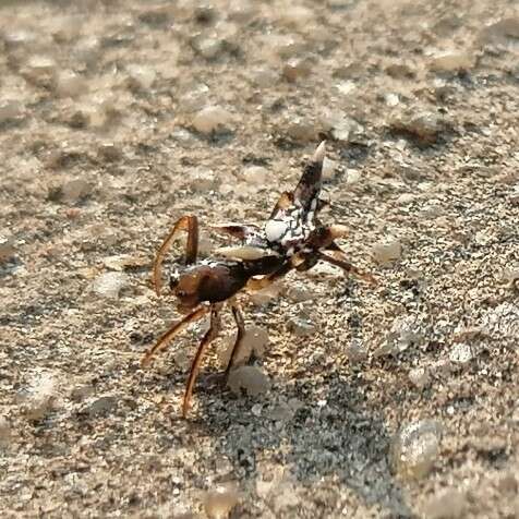 Image of Micrathena evansi Chickering 1960