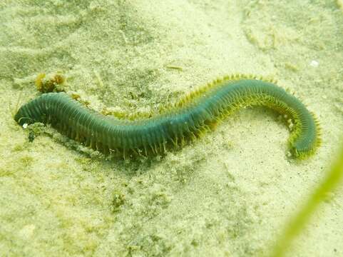 Image of clam worm