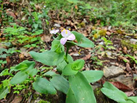 Image of Trans-Pecos spiderwort