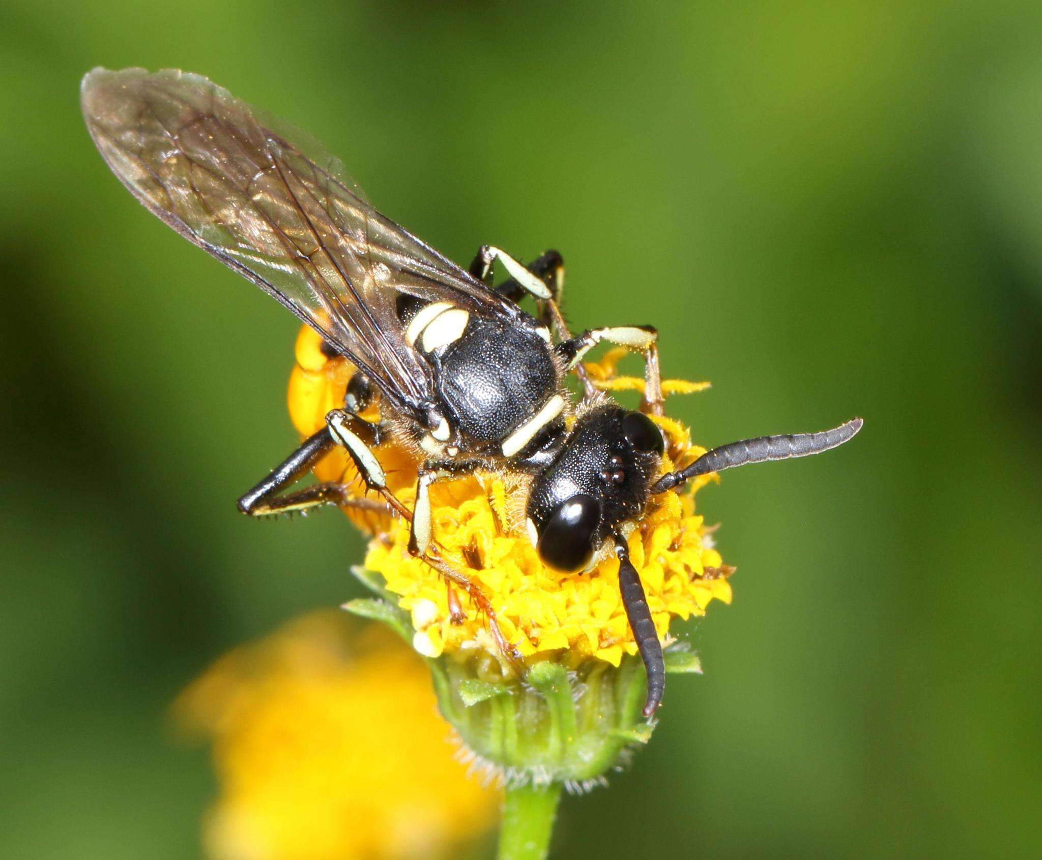 Philanthus loeflingi Dahlbom 1845的圖片