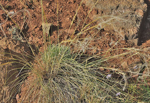 Image of Stipa iberica Martinovský