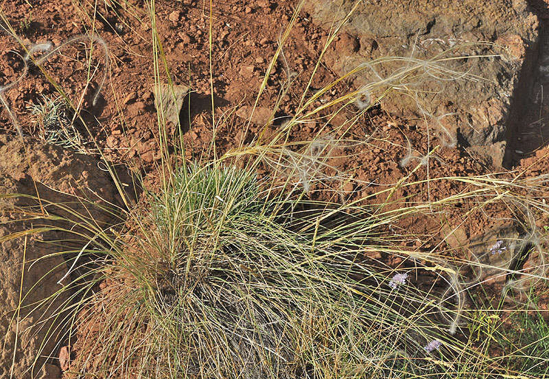 Plancia ëd Stipa iberica Martinovský