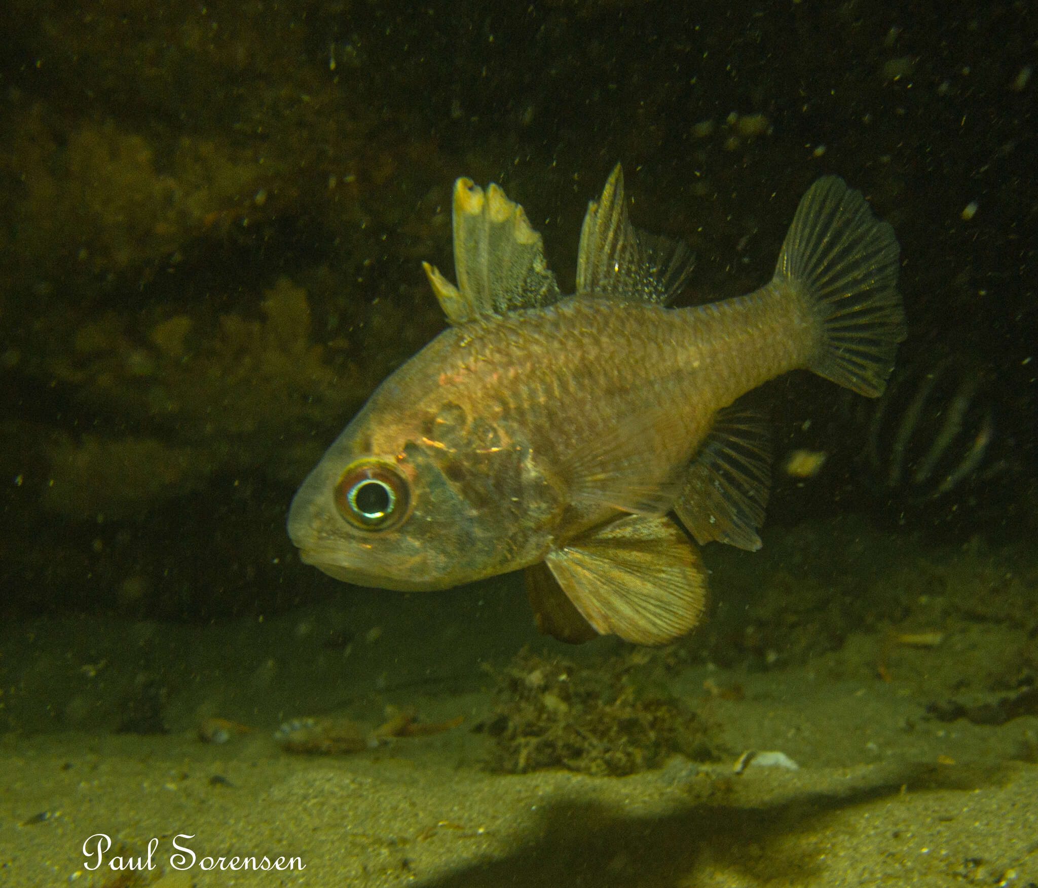 Image of Orange cardinalfish