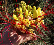 Image of bird-of-paradise shrub