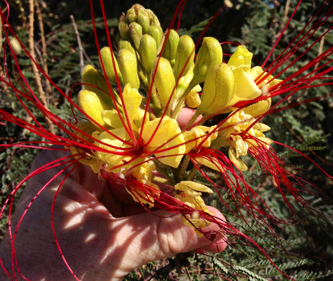 Image of bird-of-paradise shrub