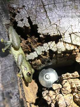 Plancia ëd Scinax ruber (Laurenti 1768)