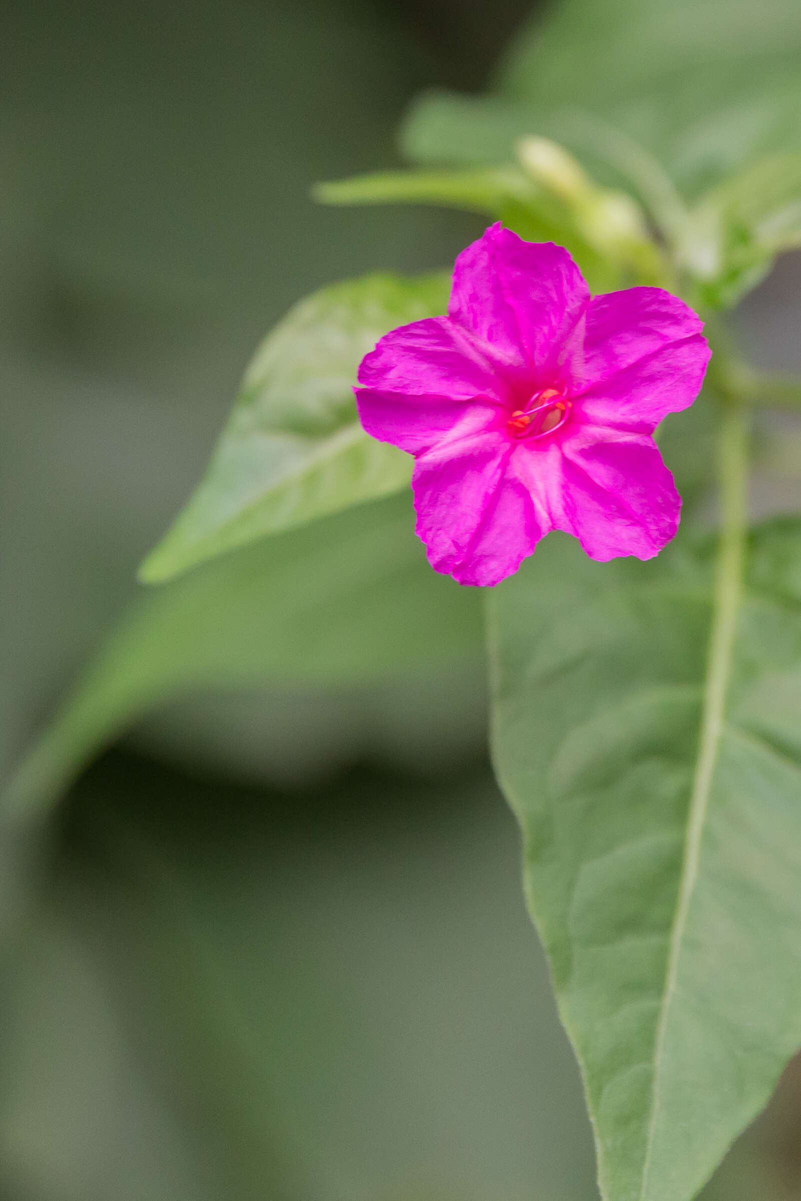 Image of Four o'Clock flower