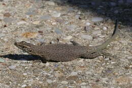 Image of Sharp-snouted Rock Lizard