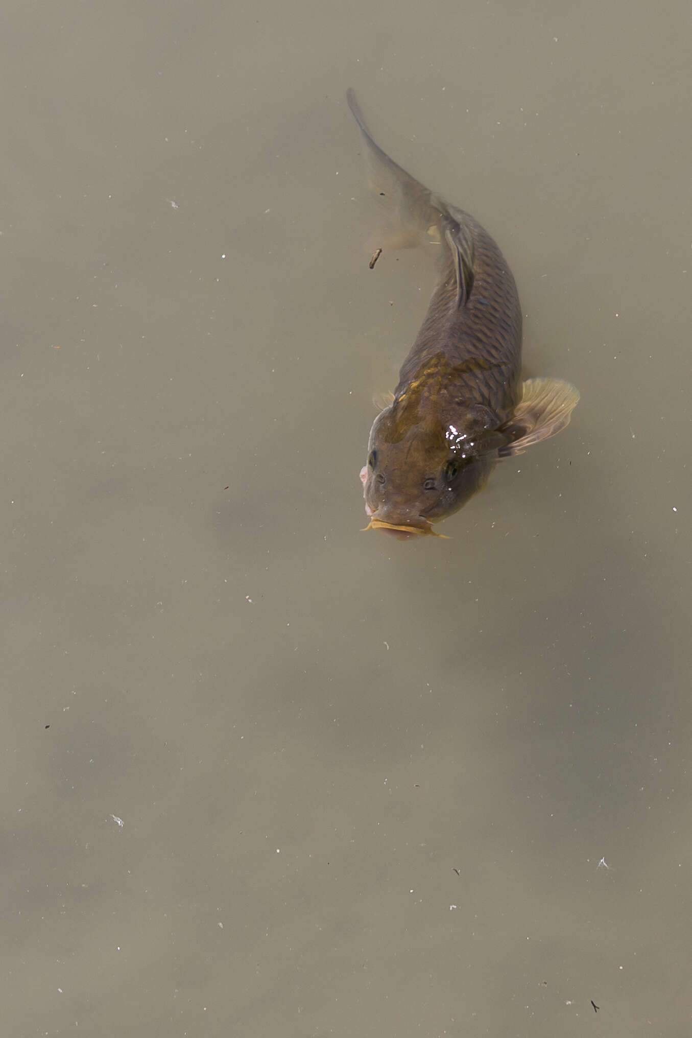 Image of common carp, carp