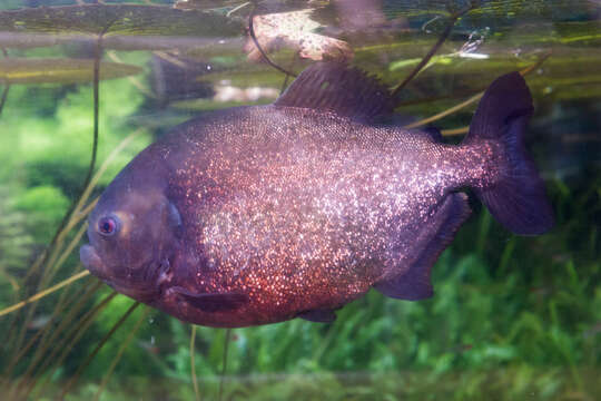 Image of Red-bellied piranha