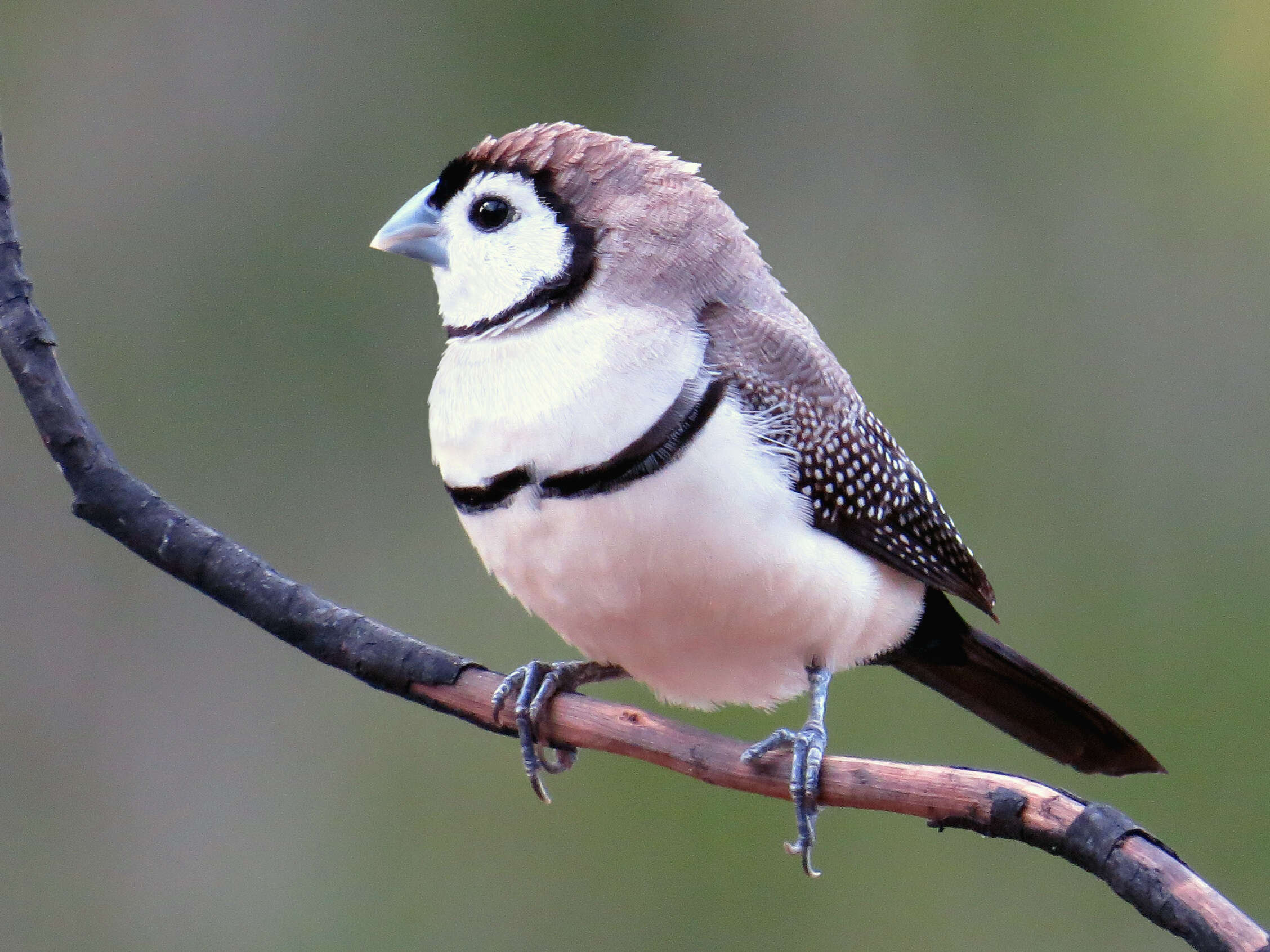 Слика од Taeniopygia bichenovii